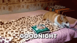 Good Night Corgi Roll Over GIF