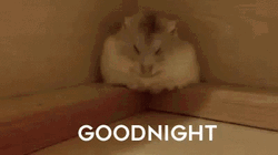 Good Night Cute Sleepy Hamster Roll