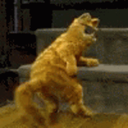 Good Night Funny Cat Dance GIF