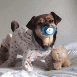 Good Night Funny Toddler Dog GIF