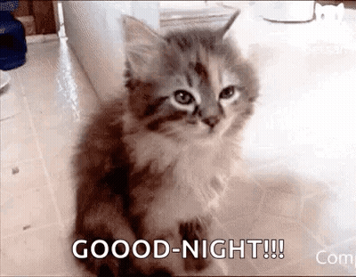Good Night Kitten GIF