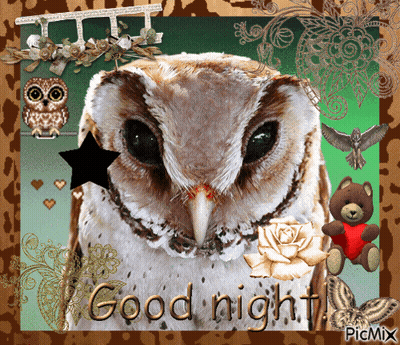 Good Night Owl GIF