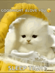 Good Night Sleep Tight Love You Blinking Cat