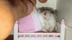 Good Night Sleepy Mouse GIF