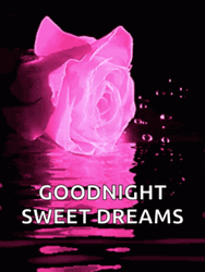 Good Night Sweet Dreams Neon Rose