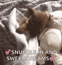 Good Night Sweet Dreams Snuggle Dog GIF