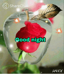 Good Night Transparent Flower Apple