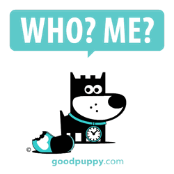Good Puppy Guilty Stare  GIF