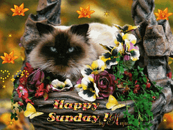 Good Sunday Morning Cat And Flowers GIF