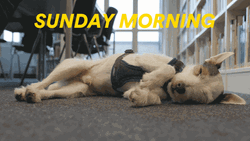 Good Sunday Morning Dog Lying GIF