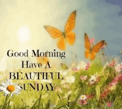 Good Sunday Morning Nature And Butterflies GIF