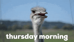 Good Thursday Morning Ostrich GIF