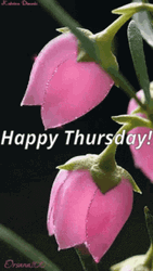 Good Thursday Morning Pink Rose  GIF