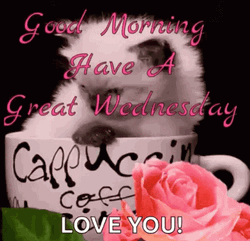 Good Wednesday Morning Cute Kitten GIF