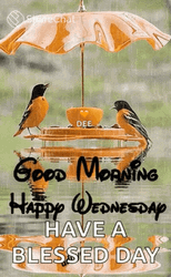Good Wednesday Morning Love Birds GIF