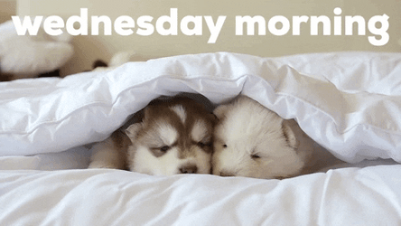 Good Wednesday Morning Pups Waking Up GIF