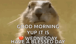 Good Wednesday Morning Squirrel Blowing Bubble Gum GIF