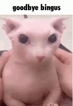 Goodbye Bingus Gone Sphynx Cat GIF