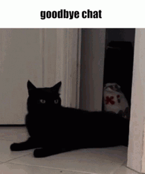 Goodbye Chat Black Cat