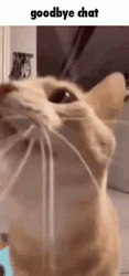 Goodbye Meme GIF
