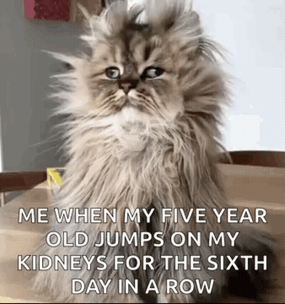Goodmorning Funnyanimals GIF
