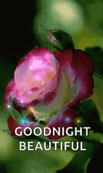 Goodnight Beautiful Pink Rose Sparkles GIF