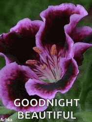 Goodnight Beautiful Purple Flower Sparkles GIF
