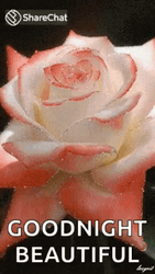 Goodnight Beautiful Rose Sparkles GIF