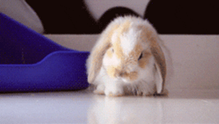 Goodnight Cat From Friend Rabbit GIF