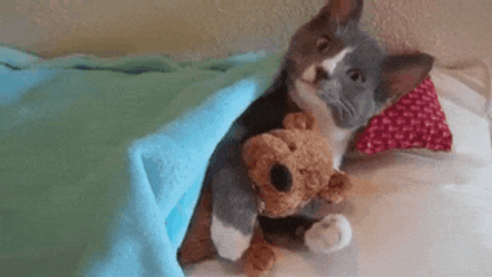 Goodnight Cat Hugging Stuffed Toy GIF