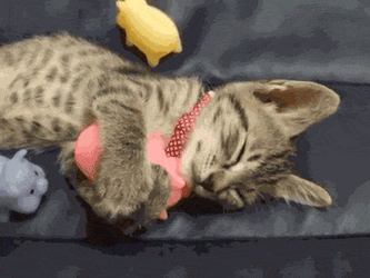 Goodnight Cat Hugging Toy Pig GIF