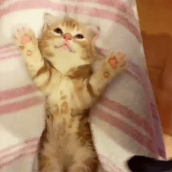 Goodnight Cat Oie Vie GIF