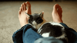 Goodnight Cat On Foot GIF