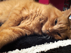 Goodnight Cat Rapid Breathing GIF