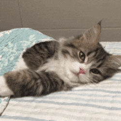 Goodnight Cat Tucking Under Bed GIF