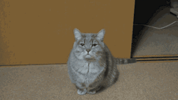 Goodnight Cat Yawning GIF