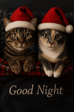 Goodnight Christmas Cats Mo Goodnight Cats Xmas GIF