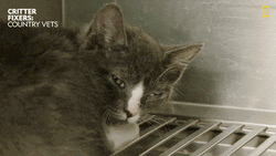 Goodnight Domestic Long Haired Cat GIF