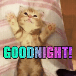 Goodnight Little Cat Arms Up GIF