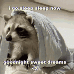 Goodnight Raccoon Go To Sleep GIF