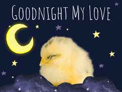 Goodnight Sweet Dreams My Love Chick Sleeping GIF