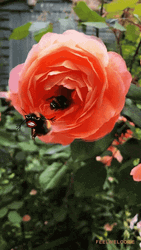 Goofy Ahh Bee Going Out GIF