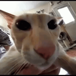 Goofy Ahh Griddy Adam Driver Cat GIF