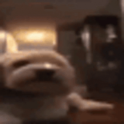 Goofy Ahh Griddy Flying Dog GIF