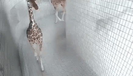 Goofy Ahh Griddy Giraffe GIF