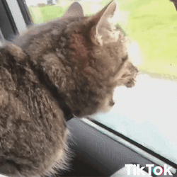 Goofy Cat Ahh Gaping Mouth Meme GIF