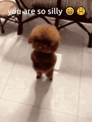 Goofy Cute Puppy Dancing GIF