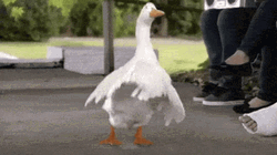 Goofy Duck Dance