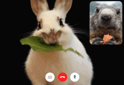 Google Hangouts Animals Eating Quarantine GIF
