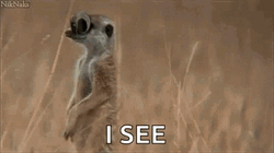 Googly Eyes Meerkat I See GIF